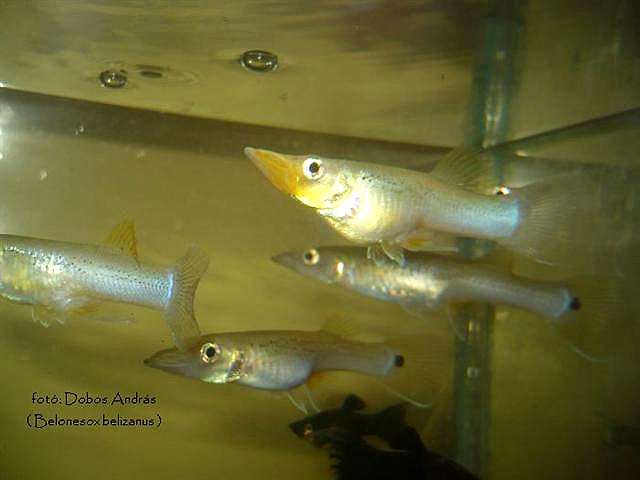 Сарганощука, белонесокс (Belonesox belizanus), фото фотография аквариумные рыбы
