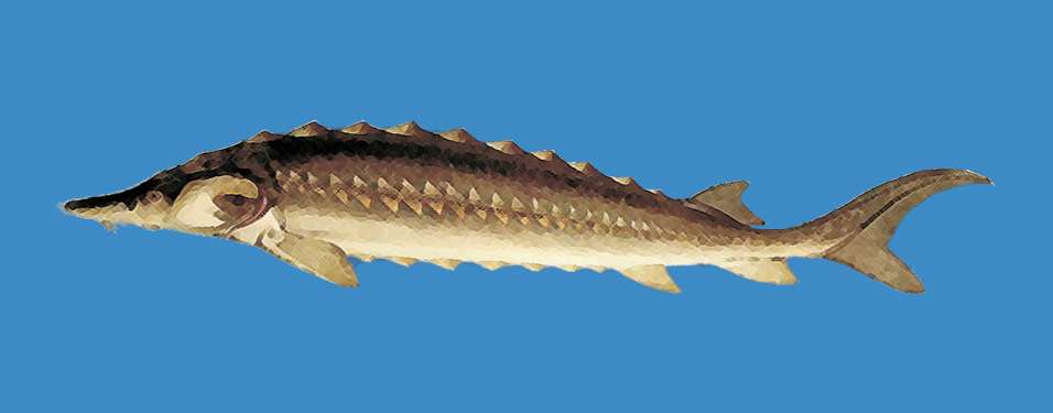 Севрюга (Acipenser stellatus), картинка рисунок промысловые рыбы 