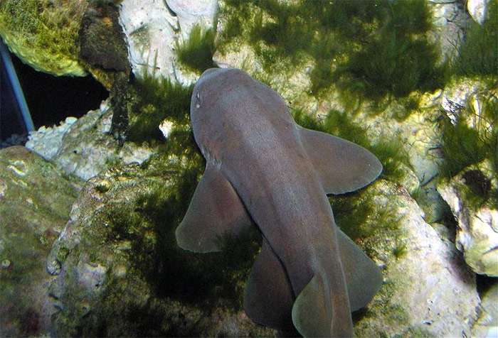 Серая кошачья акула (Chiloscyllium griseum), фото фотография рыбы