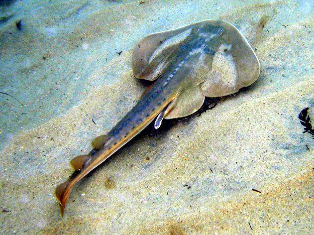 Тихоокеанский дисковый скат (Platyrhinoidis triseriata), фото фотография рыбы