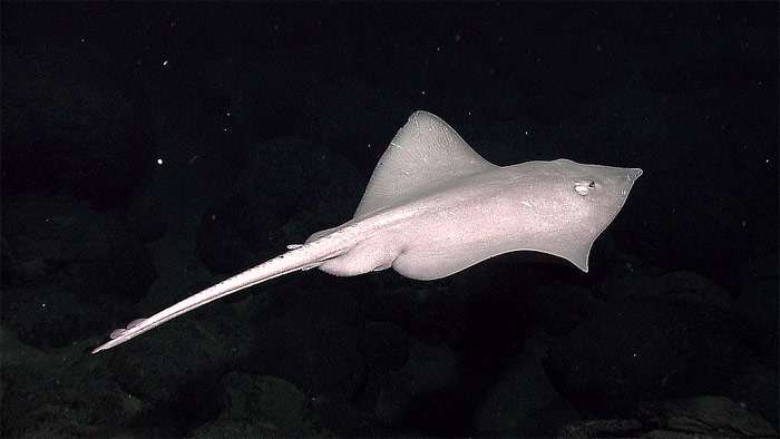 Глубоководный скат (Bathyraja abyssicola), фото фотография рыбы