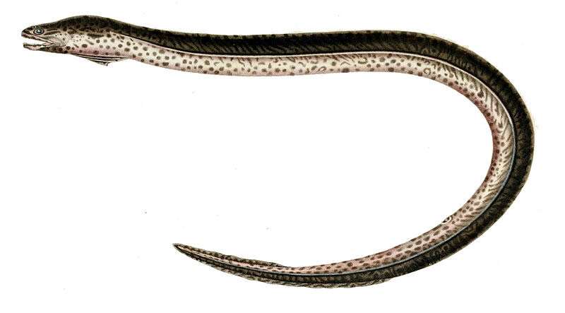 Слиткожаберник мраморный, или американский (Synbranchus marmoratus), рисунок картинка