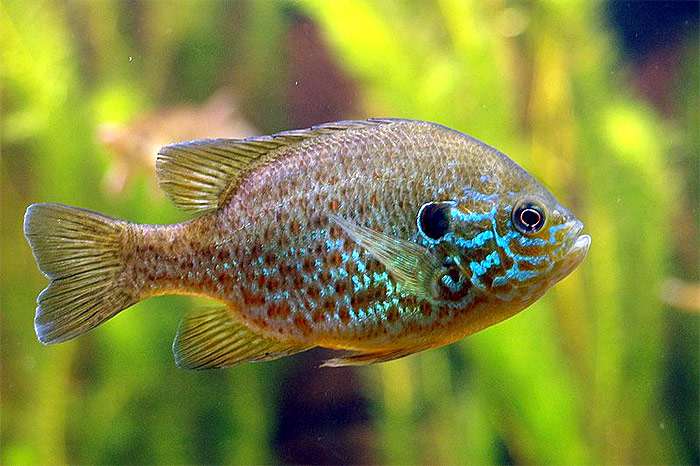 Обыкновенная солнечная рыба, солнечный окунь, обыкновенный солнечник, царёк, ушастый окунь (Lepomis gibbosus), фото фотография аквариумные рыбы