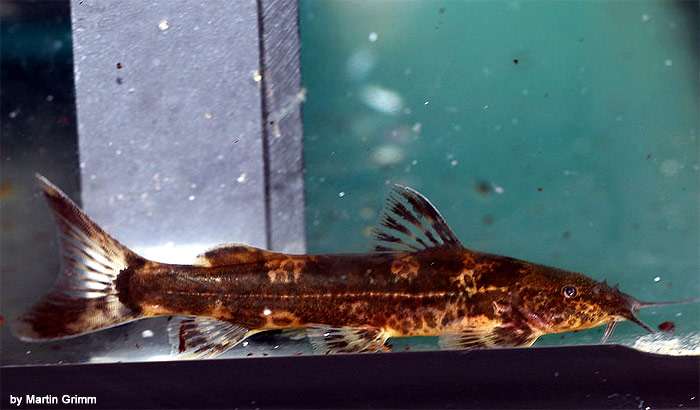 Амфилиус джексона (Amphilius jacksonii), фото фотография рыбы