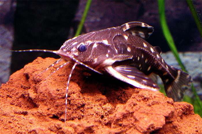 Агамикс белопятнистый (Agamyxis pectinifrons), фото фотография рыбы