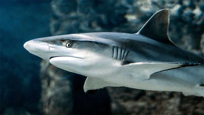 Акула, фото фотография опасные рыбы pixabay