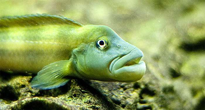 Стеатокранус сизый, Стеатокранус Тайнента (Steatocranus tinanti), фото фотография аквариумные рыбы