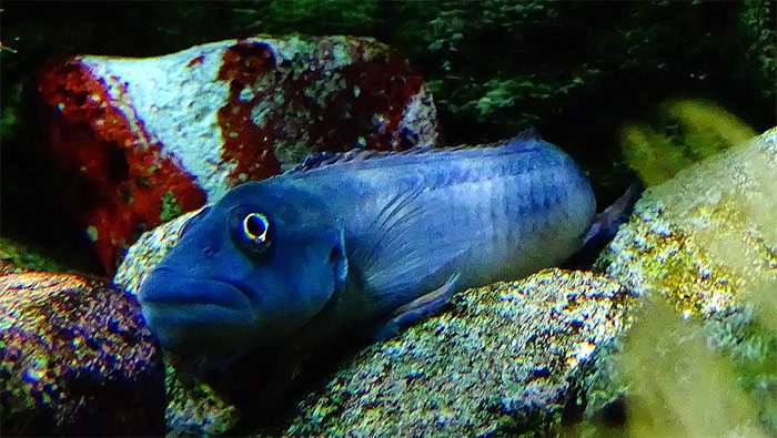 Стеатокранус сизый (Steatocranus tinanti) самка, фото фотография рыбки
