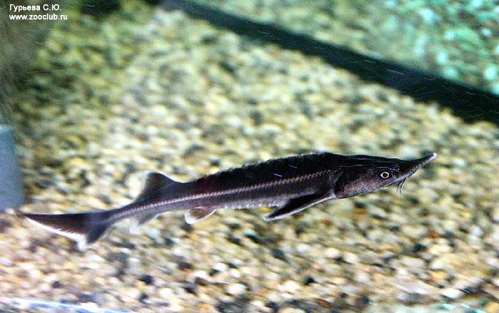 Стерлядь (Acipenser ruthenus), фото фотография осетровые рыбы