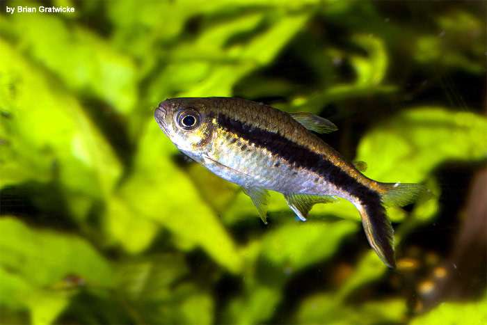Косая тайерия, тайерия Бёльке, тайерия-клюшка (Thayeria boehlkei), фото фотография аквариумные рыбки