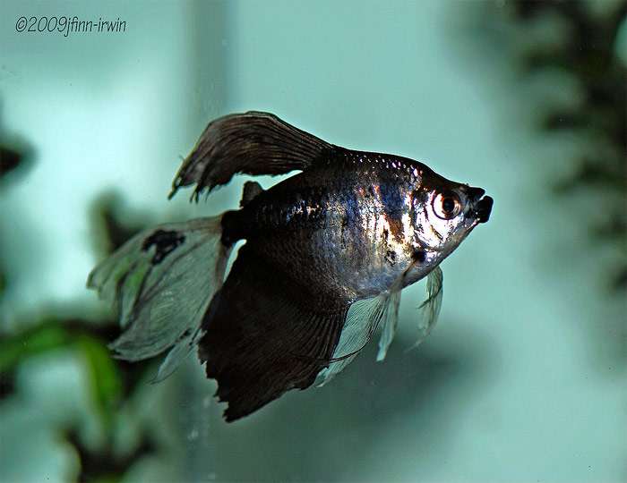 Вуалевая тернеция (Gymnocorymbus ternetzi), фото фотография аквариумные рыбы