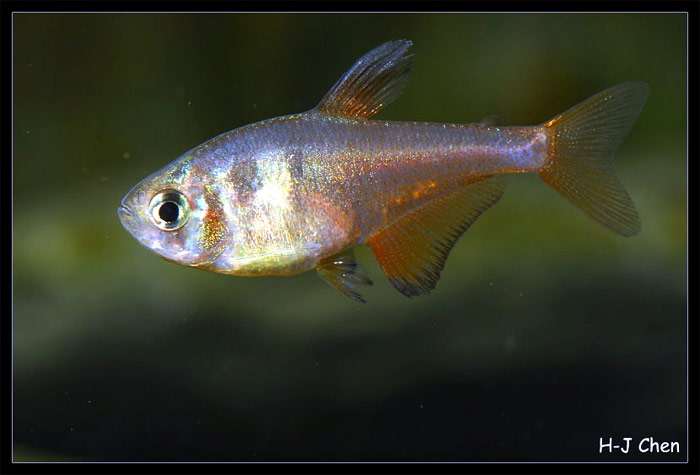 Тетра-фон-Рио, хифессобрикон фламмеус, тетра фонарик (Hyphessobrycon flammeus), фото фотография аквариумные рыбки