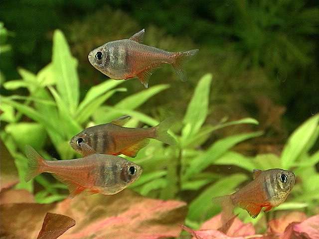 Тетра-фон-Рио, красная тетра (Hyphessobrycon flammeus), фото фотография рыбки