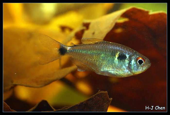 Тетра-фонарик, оцеллифер (Hemigrammus ocellifer), фото фотография аквариумные рыбы