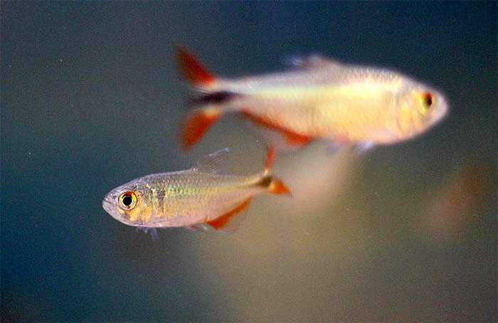 Тетрагоноптерус, ромбовидная тетра, тетрагоноптер (Hyphessobrycon anisitsi), фото фотография аквариумные рыбы