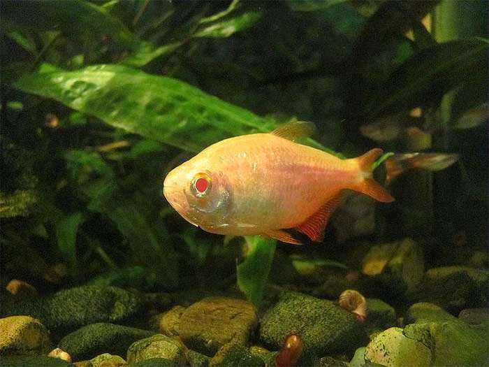 Ромбовидная тетра, тетрагоноптер (Hyphessobrycon anisitsi), фото фотография рыбки