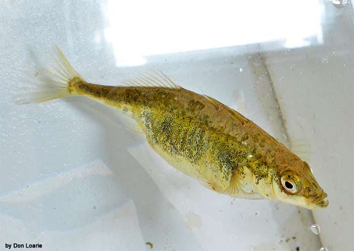 Колюшка трехиглая (Gasterosteus aculeatus), фото фотография рыбы