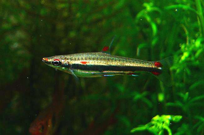 Трехполосый нанностом (Nannostomus trifasciatus), фото фотография рыбы