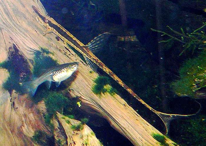 Фарловелла акус (Farlowella acus), фото фотография рыбки сомики
