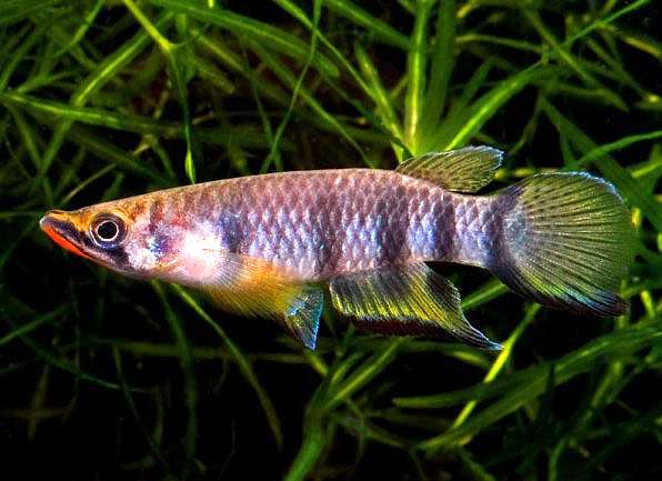 Хаплохилус шапери, или эпиплатис Шапера (Epiplatys chaperi), фото фотография рыбы