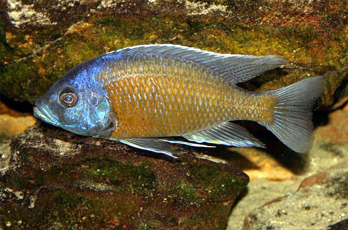 Хаплохромис Борлея Kadango (Copadichromis borleyi), фото фотография аквариумные рыбы