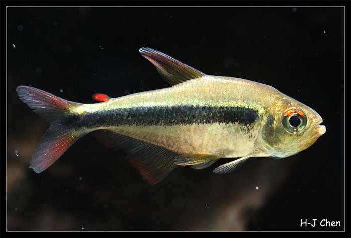 Тетра чернополосая (Hyphessobrycon nigricinctus), фото фотография харациновые рыбки