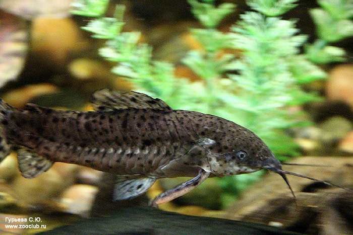 Таракатум, хоплостернум торакатум (Megalechis thoracata), фото фотография рыбы