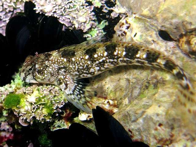 Хохлатая морская собачка (Coryphoblennius galerita), фото фотография морские рыбки