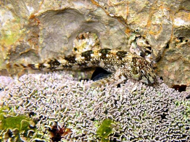 Хохлатая морская собачка (Coryphoblennius galerita), фото фотография рыбки