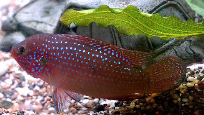 Хромис красавец (Hemichromis lifalili), фото фотография рыбы pixabay