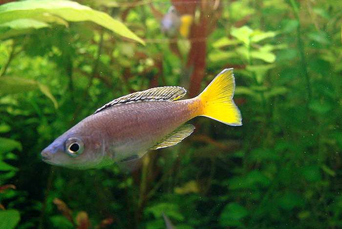 Циприхромис лептосома (Cyprichromis leptosoma), фото фотография аквариумные рыбки