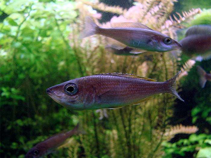 Циприхромис лептосома (Cyprichromis leptosoma), фото фотография цихлиды рыбы