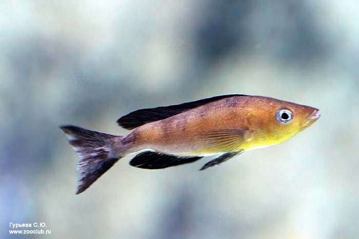Циприхромис лептосома, лептозома (Cyprichromis leptosoma), фото фотография рыбы