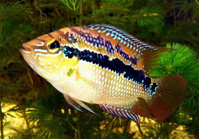 Цихлазома Сальвини (Cichlasoma salvini), фото фотография аквариумные рыбы