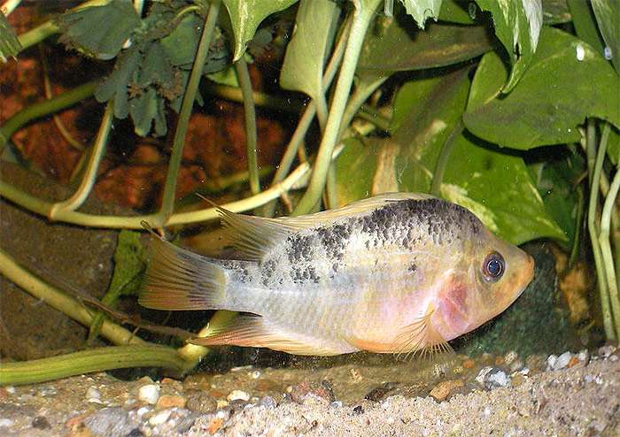 Цихлазома Сальвини (Cichlasoma salvini), фото фотография аквариумные рыбки