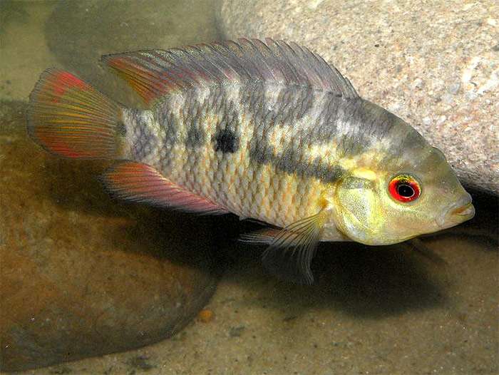 Цихлазома фацетум, или канхито (Australoheros facetus), фото фотография рыбы