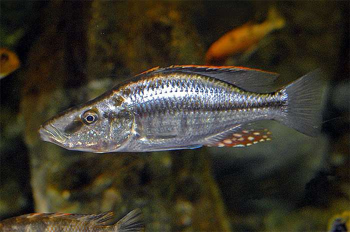 Цихлида-нож (Dimidiochromis compressiceps), фото фотография аквариумные рыбки