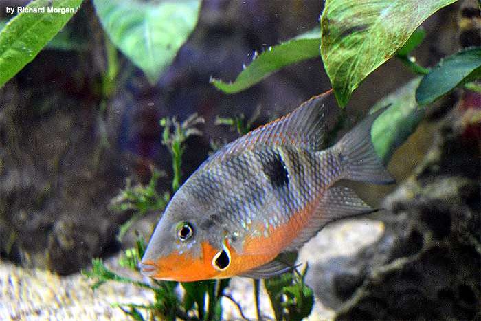 Цихлазома Меека (Thorichthys meeki), фото фотография аквариумные рыбки