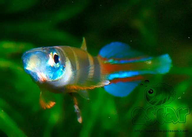 Эпиплатис факельный, или щучка-клоун (Epiplatys annulatus), фото картинка рыбки