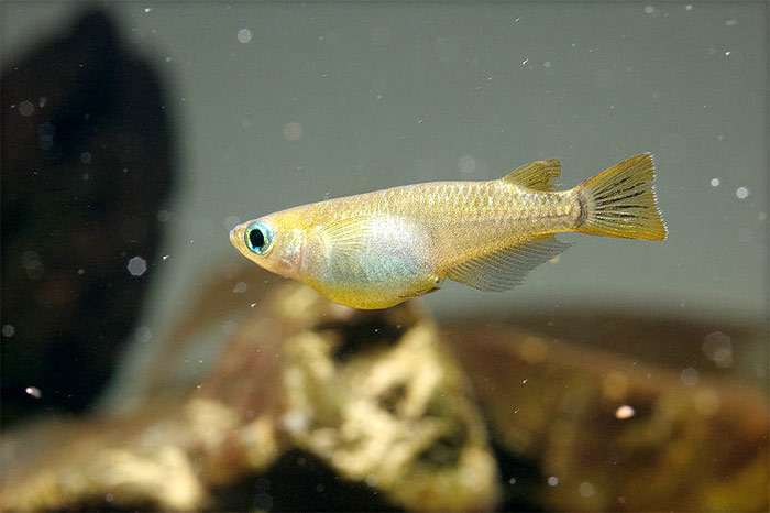 Рисовая рыбка, или японская оризия (Oryzias latipes), фото фотография аквариумные рыбки