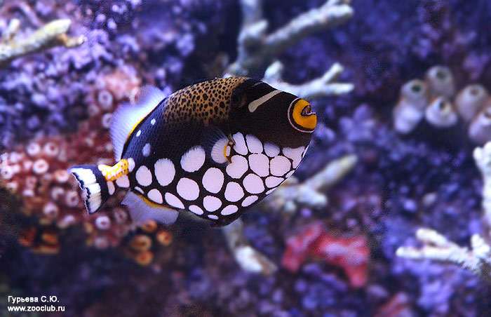 Спинорог клоун (Balistoides conspicillum), фото фотография аквариумные рыбы