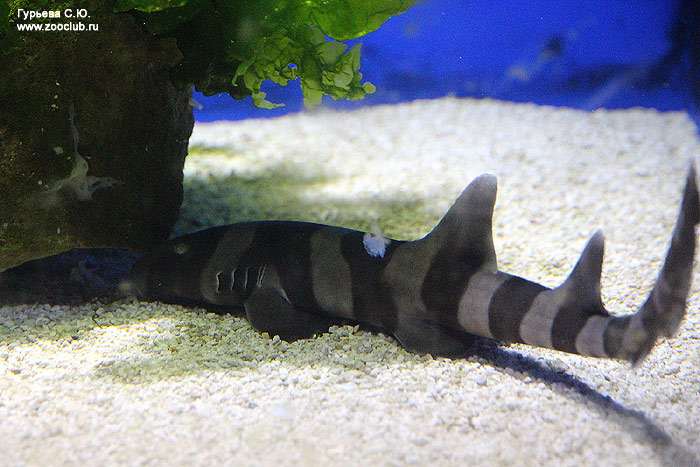 Коричневополосая бамбуковая акула (Chiloscyllium punctatum) - молодая особь, фото фотография рыбы картинка