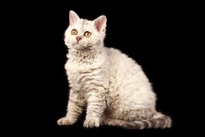 Котенок селкирк-рекса, фото фотография породы кошек