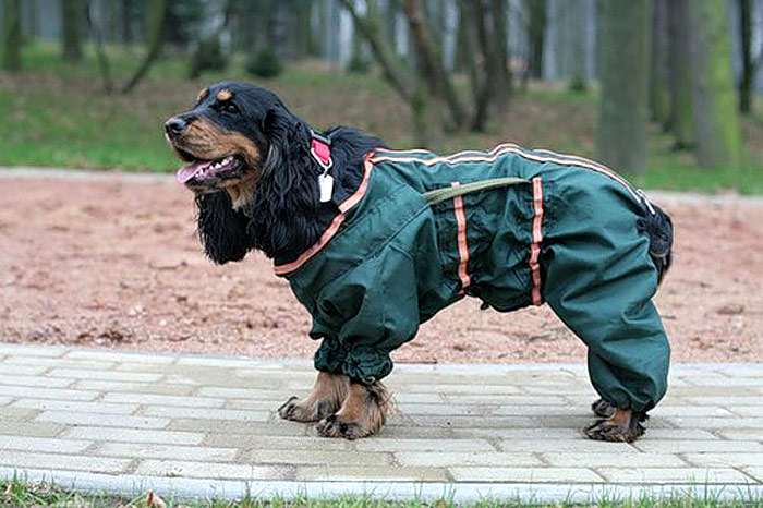 Английский кокер-спаниель в комбинезоне, фото сезонные проблемы у собак фотография