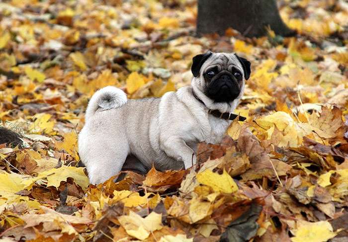 Мопс среди опавших листьев, фото фотография собаки