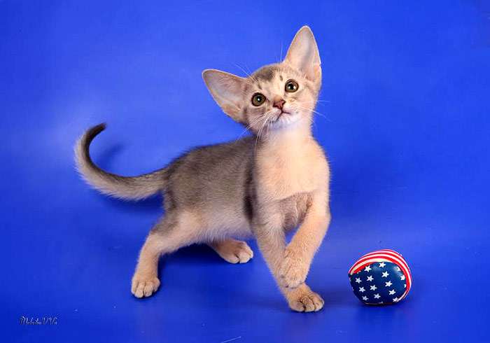 Голубой абиссинский котенок, фото породы кошек фотография кошки