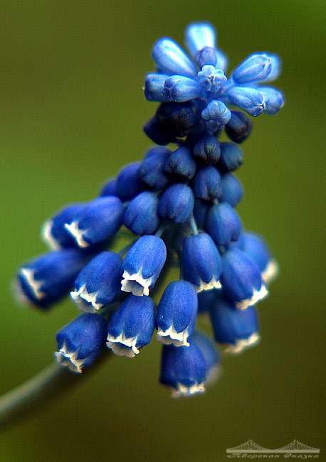 Мускари гроздевидный, мышиный гиацинт (Muscari botryoides), фото фотография цветы