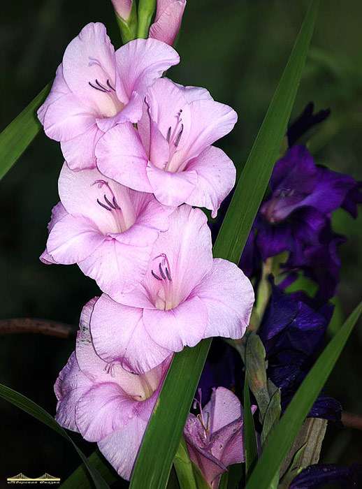 Садовый гладиолус, фото фотография цветы
