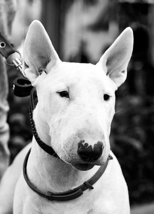Бультерьер, черно-белое фото собаки