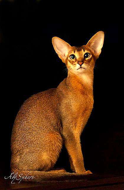 Абиссинская кошка, фото породы кошек фотография